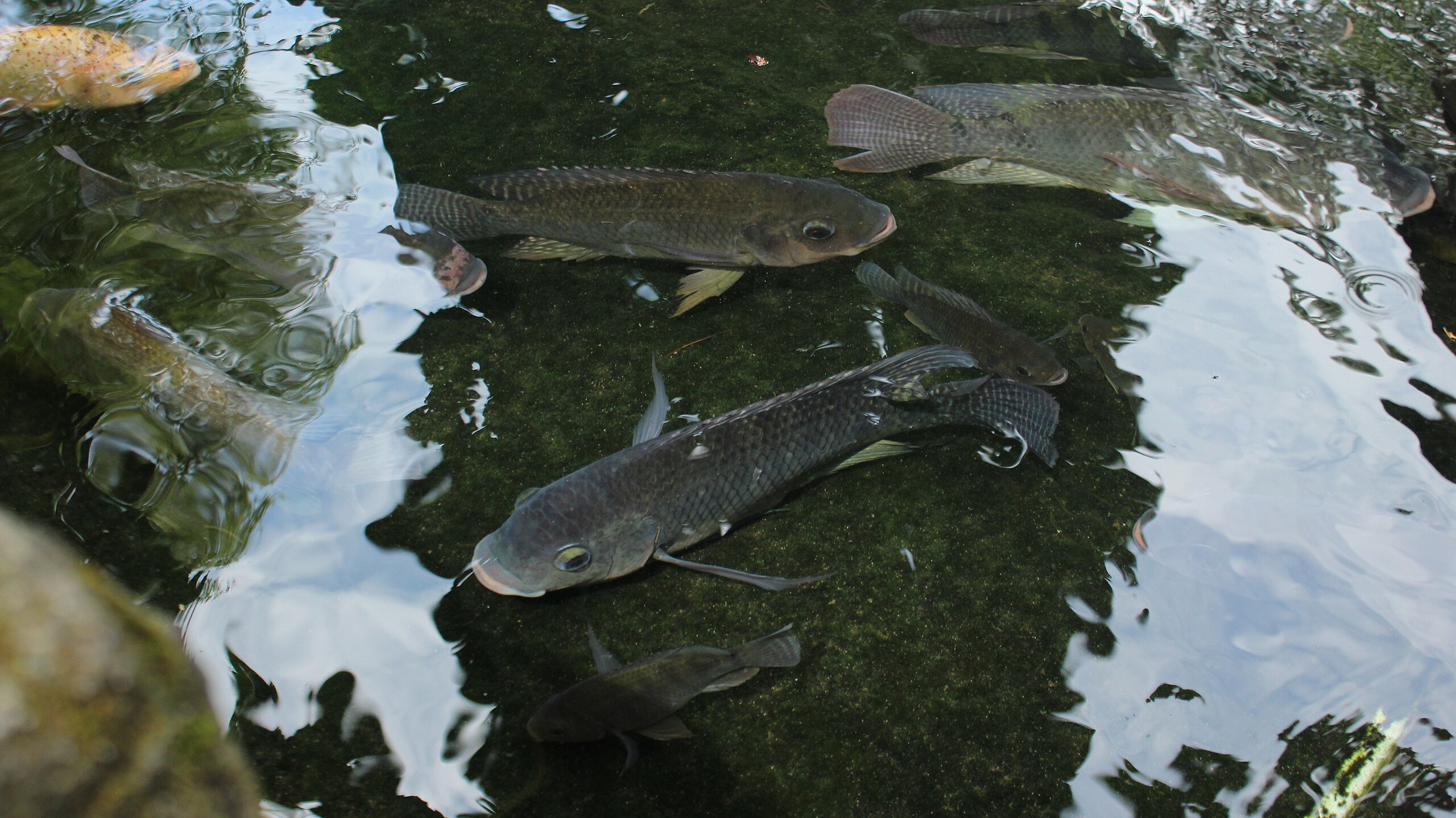 Home-Based Fishing & Aquaculture