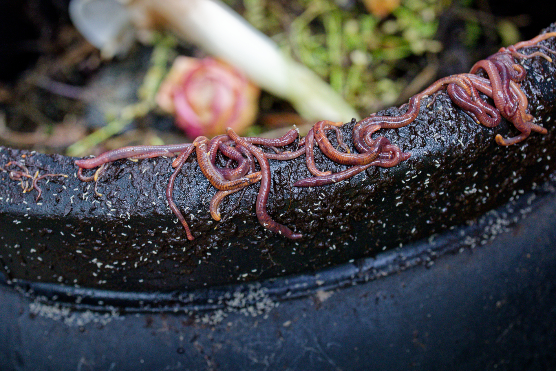 Fertilizer & Organic Compost Production