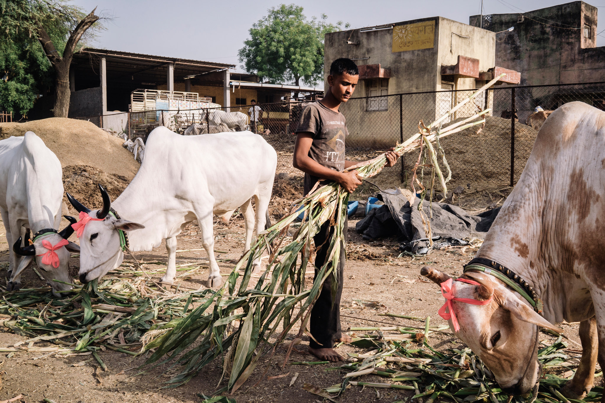 Cow Farming & Dairy Management