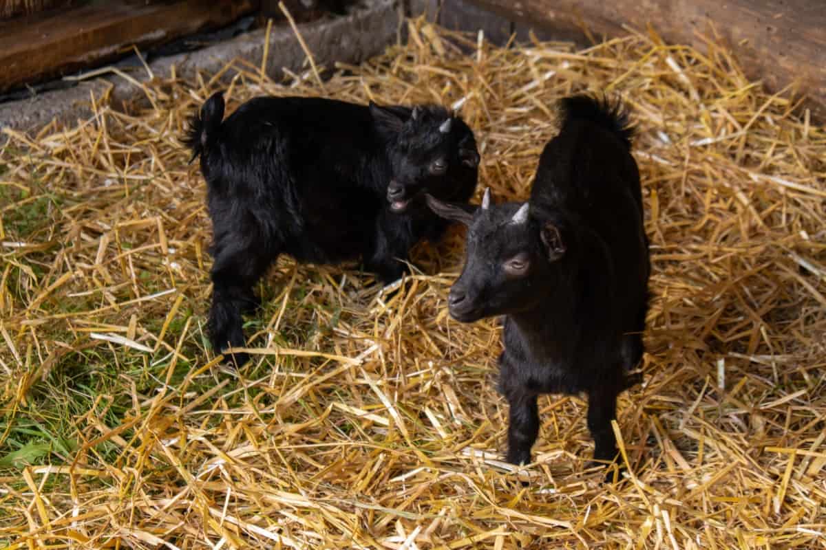 Goat Dairy Farming