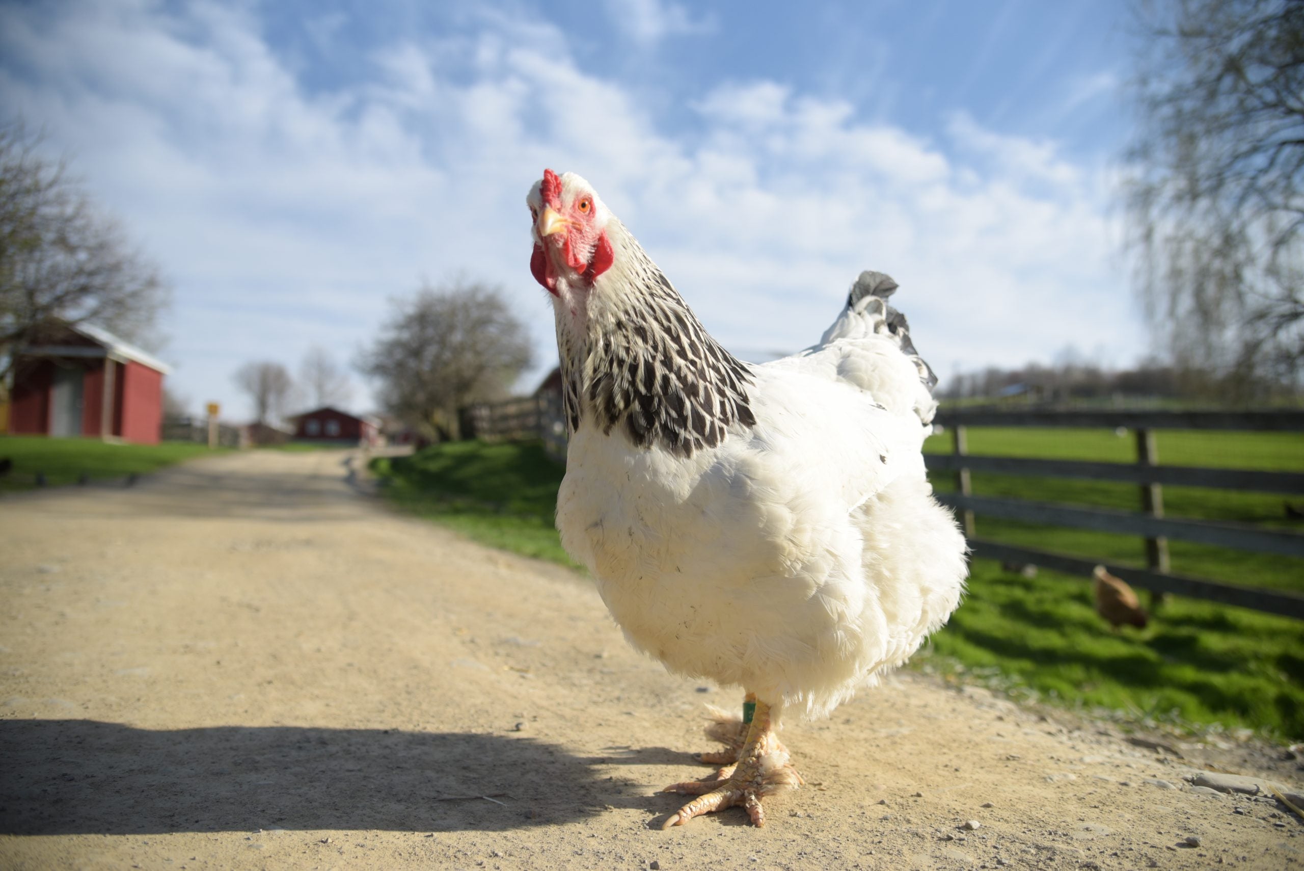 Poultry Farming (Duck & Hen)